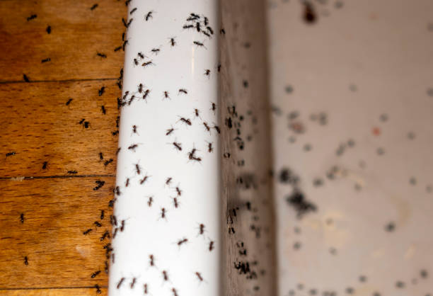 Best Flea Control Services  in Bullhead City, AZ